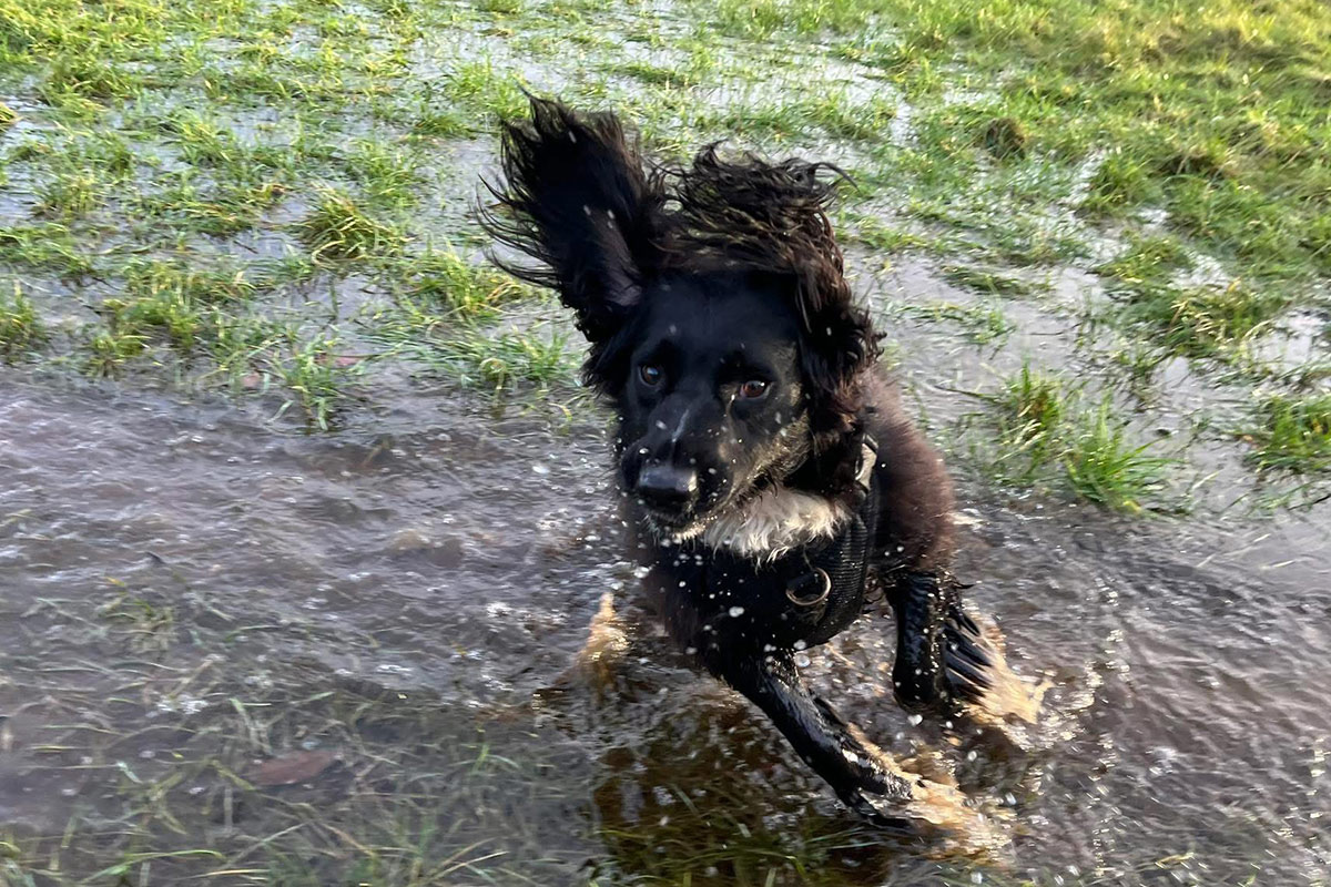 Dog Walking Service Aylesbury