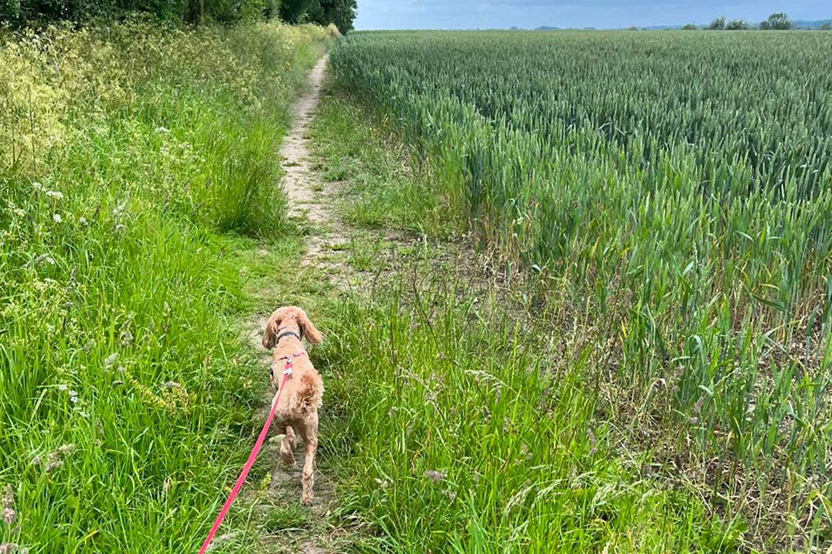 Aylesbury Dog Walker