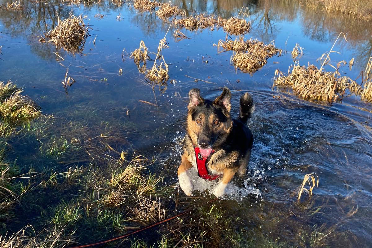 Dog Walker Aylesbury