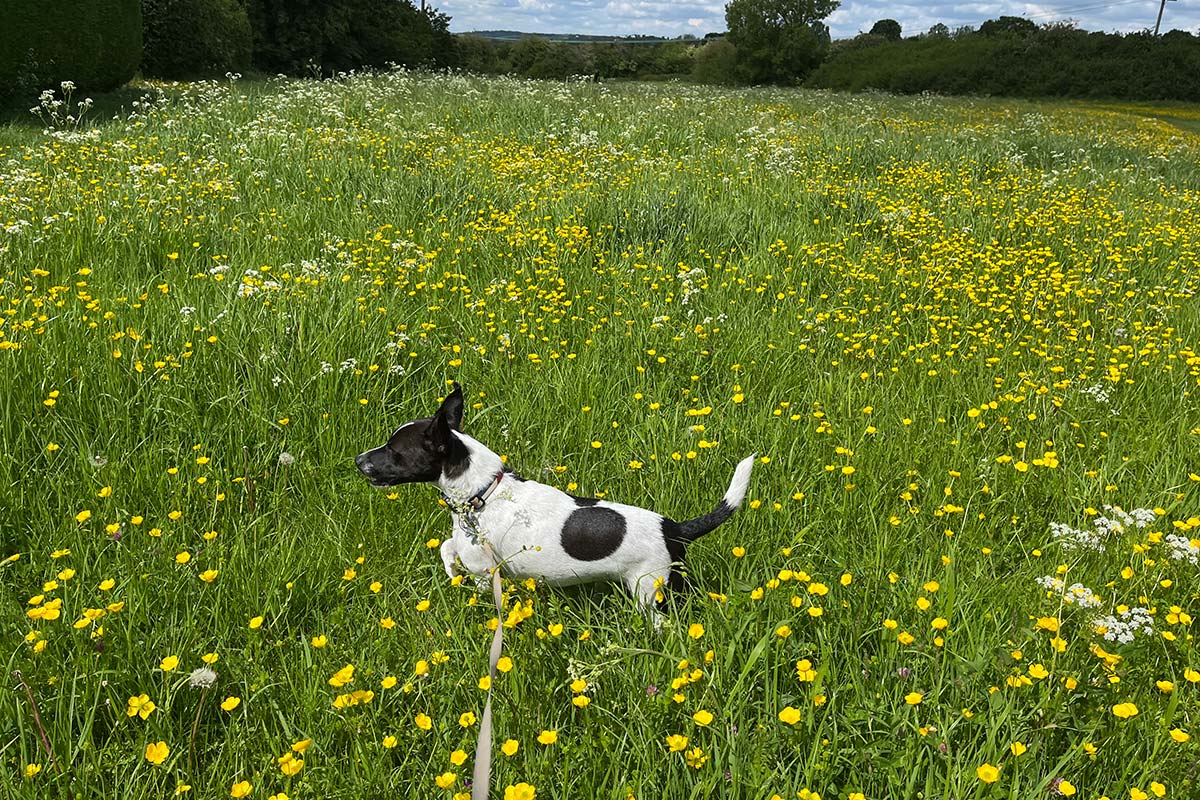 Aylesbury Dog Walkers