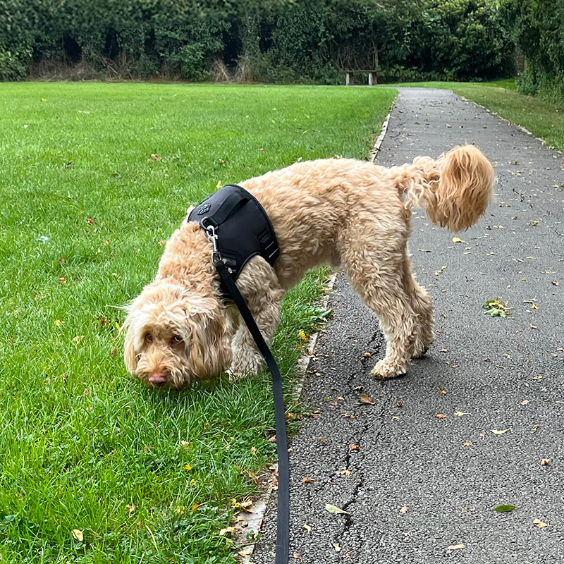 Dog Walking & Training Sessions Aylesbury