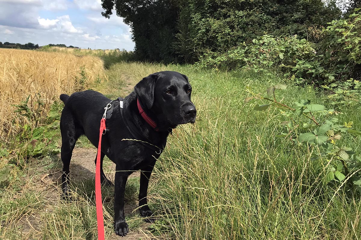 Dog Walking Service Aylesbury