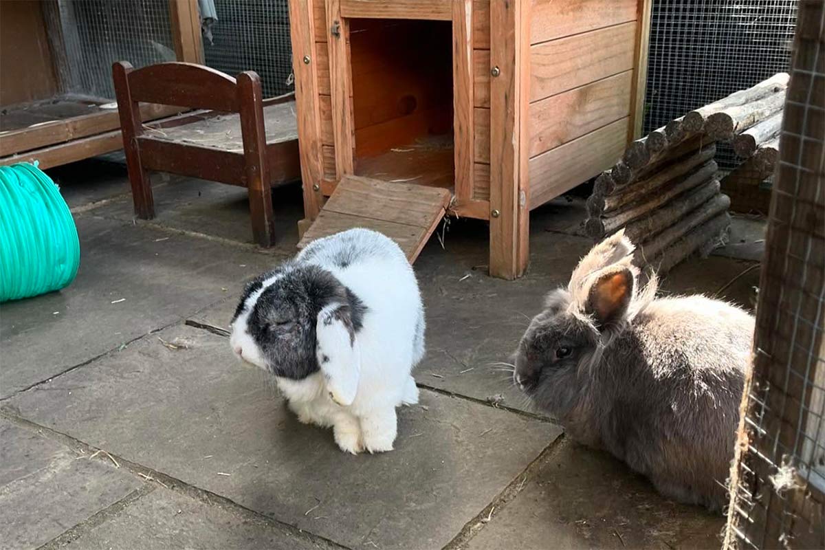 Pet Visits Aylesbury